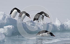 Gentoo Penguins on the ice