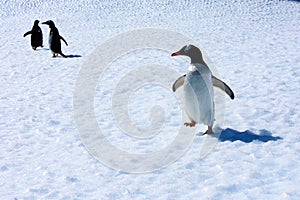 Gentoo Penguins on an iceberg