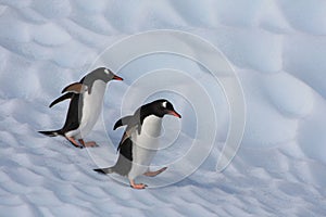 Gentoo Penguins on an iceberg, Antarctica