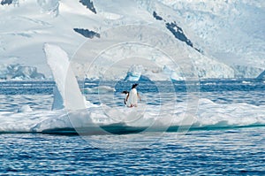 Gentoo penguins on iceberg Antarctica