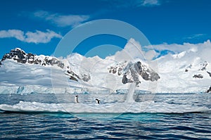 Gentoo penguins on iceberg Antarctica