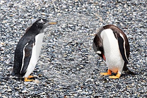 Gentoo penguins on Isla Martillo, Tierra del Fuego photo