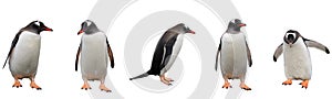 Gentoo penguins isolated on white
