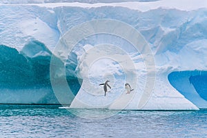 Gentoo Penguins jumping out of the Southern Ocean onto a large iceberg, cold snowy day, Antarctica