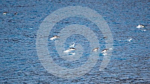 Gentoo penguins jumping outside the sea in Antarctica near Paulet Island