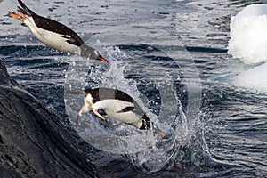 Gentoo penguins jumping into the water from the rock