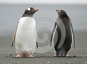 Gentoo Penguins keeping watch