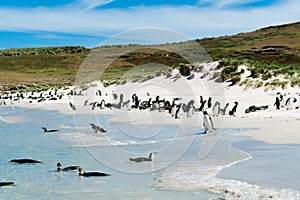 Gentoo penguins and magellan penguins swimming in blue sea or standing on white beach on Carcass Islands, Falkland Islands photo