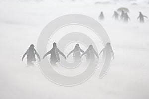 Gentoo penguins marching through blowing snow
