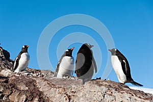 Gentoo penguins near the mountain