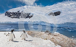 Gentoo Penguins - Neko Harbor in Antarctica photo
