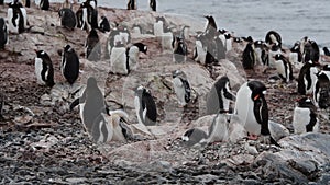 Gentoo Penguins on nest in Antarctica