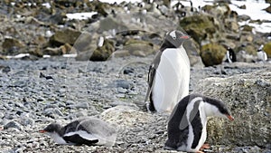 Gentoo Penguins on the nest in Antarctica
