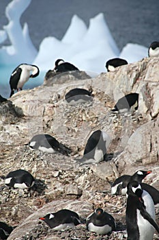 Gentoo penguins, nesting, with coromorants in background