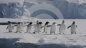 Gentoo Penguins plaing on the ice