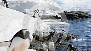 Gentoo Penguins plaing on the ice