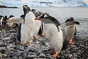 Gentoo penguins playing friendly, Cuverville Island, Antarctica