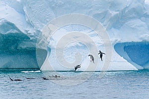 Gentoo penguins playing on a large snow covered iceberg, penguins jumping out of the water onto the iceberg, diving back into the