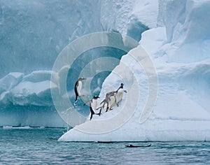 Gentoo penguins playing on a large snow covered iceberg, penguins jumping out of the water onto the iceberg, snowy day and blue ic