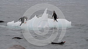 Gentoo Penguins playing on the small ice in Antarctica