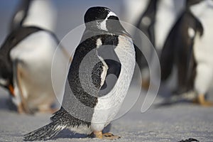 Gentoo Penguins preening in the Falkland Islands