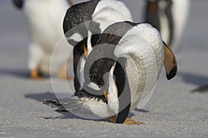 Gentoo Penguins preening in the Falkland Islands