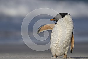 Gentoo Penguins preening in the Falkland Islands