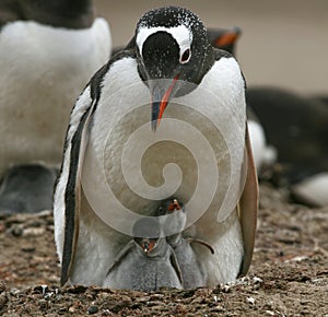 Gentoo penguins (Pygoscelis papua)