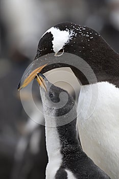 Gentoo penguins (Pygoscelis papua)