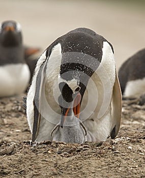 Gentoo penguins (Pygoscelis papua)