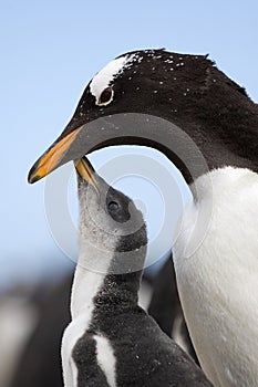 Gentoo penguins (Pygoscelis papua)