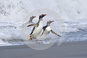 Gentoo penguins (Pygoscelis papua)