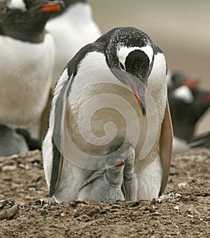 Gentoo penguins (Pygoscelis papua)