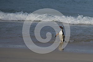 Gentoo Penguins on Bleaker Island in the Falkland Islands