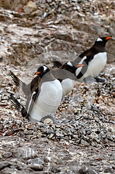 Gentoo penguins - Pygoscelis papua - with egg and chick on rocks  Neko Harbour, Antarctica