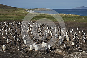 Gentoo Penguins [Pygoscelis papua] in the Falkland Islands.