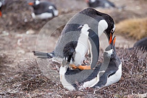 Gentoo Penguins (Pygoscelis papua) mating.