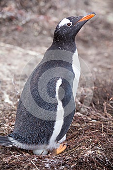 Gentoo Penguins (Pygoscelis papua) on nest with egg