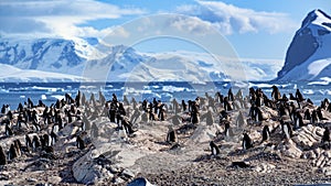 Gentoo penguins - Pygoscelis papua - on rocks in front of Southern Ocean with icebergs and mountains at Cuverville, Antarctica