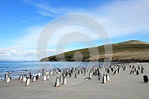Gentoo penguins, Pygoscelis Papua, Saunders, Falkland Islands