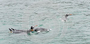 Gentoo penguins (Pygoscelis papua) swimming in blue water on Half Moon Island - South Shetland Islands - off Antarctica