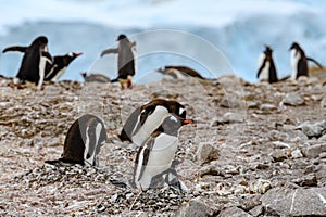 Gentoo penguins - Pygoscelis papua - with two chicks on rocks in front of glacier, Neko Harbour, Antarctica