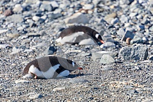 Gentoo penguins relaxing on the stones, Cuverville Island, Antarctic