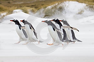 Gentoo Penguins running to the sea