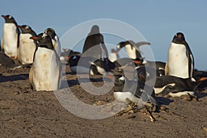Gentoo Penguins on Saunders Island in the Falkland Islands.