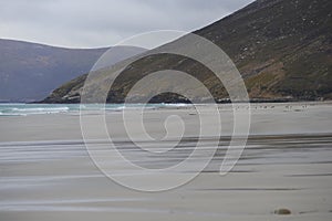 Gentoo Penguins on Saunders Island in the Falkland Islands