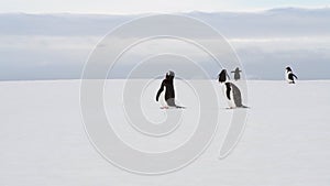 Gentoo Penguins on the snow in Antarctica