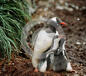 Gentoo Penguins, South Georgia