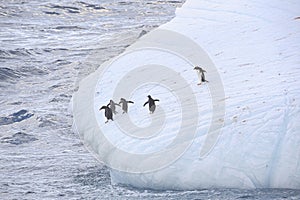 Gentoo penguins, South Georgia, Antarctica