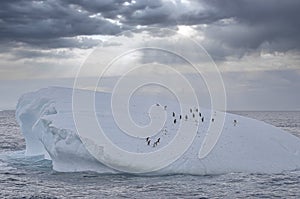 Gentoo penguins, South Georgia, Antarctica